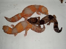 MAle Het and 2 Female Albino Fat Tails