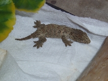 Rhac Leacheanus Henkeli from Nuu Ana - 3 weeks old