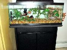Musk Turtle's Tank