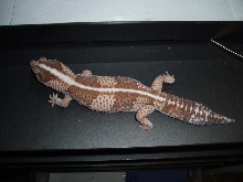 Male Striped Fat Tail