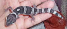 Male Line Bred Snow