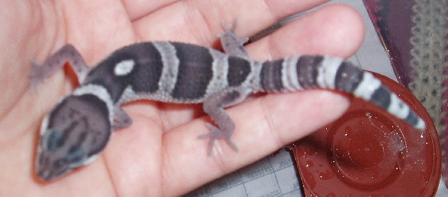 Male Line Bred Snow