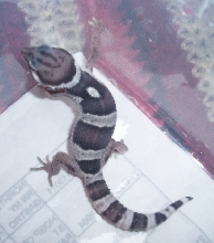 Male Line Bred Snow