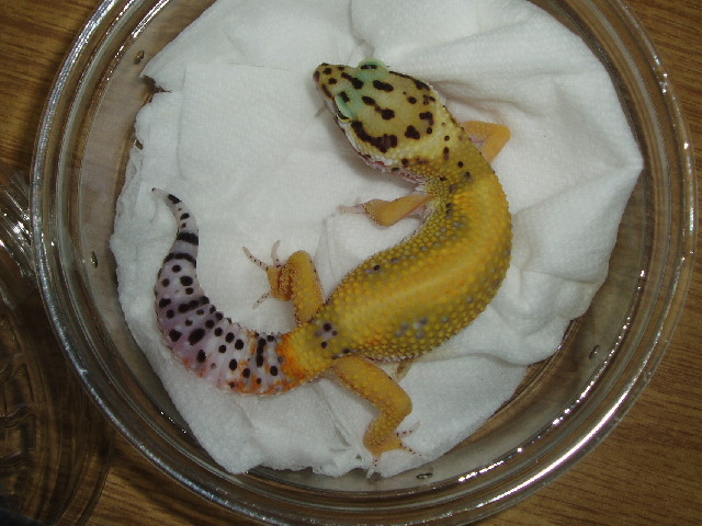 Male Stripe 66% Het for Rainwater Albino
