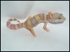 Male Rainwater Albino Het Patternless
