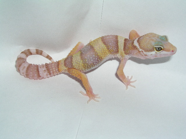 Male Rainwater Albino Het Patternless
