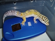 Male Bell X Stripe from HISSS
