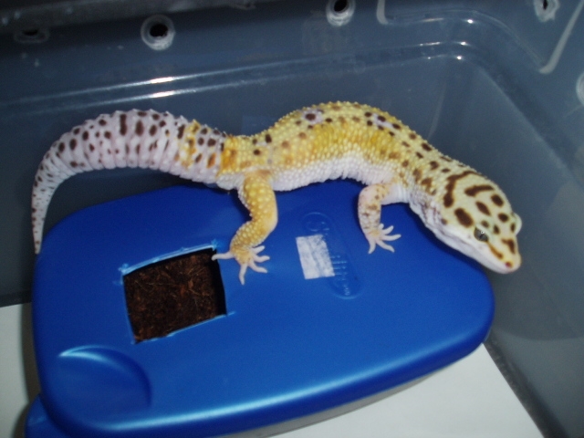 Male Bell X Stripe from HISSS