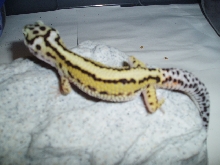 Male Stripe