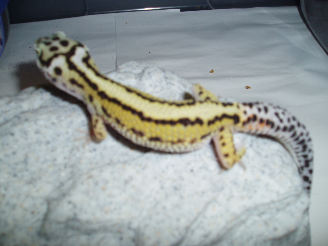 Male Stripe
