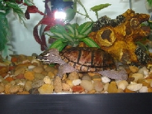 Musk Turtle