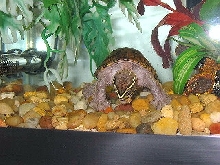 Musk Turtle