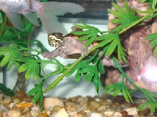 Musk Turtle