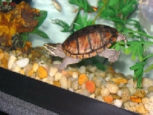 Musk Turtle