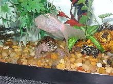Musk Turtle