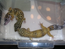 Normal Female and High Yellow Male