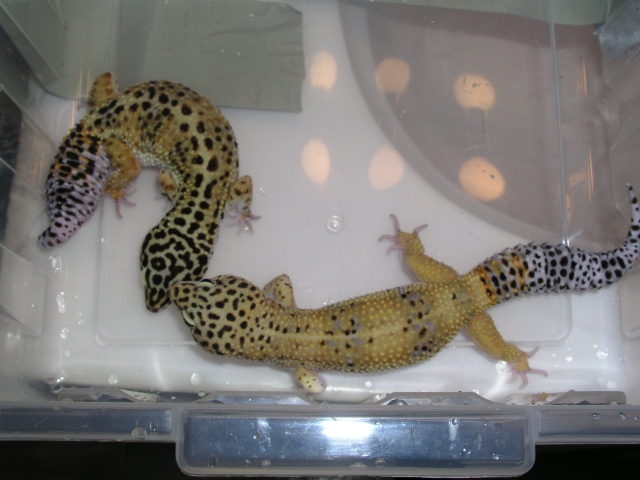 Normal Female and High Yellow Male