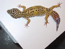 Female High Yellow Leopard Gecko (Some Carrot Tail)