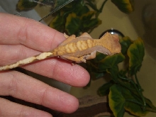 Crested Gecko