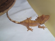 My first Crested Gecko