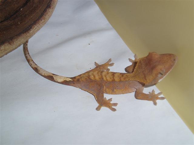 My first Crested Gecko