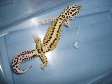 Female Stripe from H.I.S.S.
