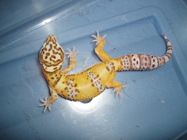 Male Tangerine Bell Albino from H.I.S.S.
