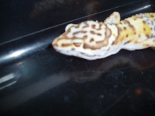 Red Eyed Male Tangerine Bell Albino from H.I.S.S.