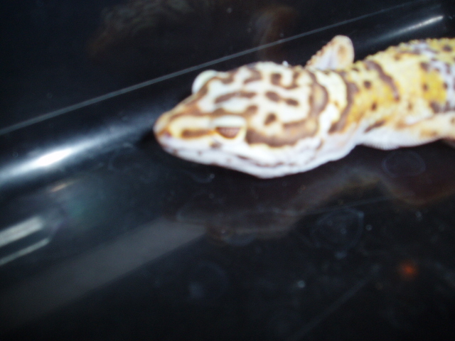 Red Eyed Male Tangerine Bell Albino from H.I.S.S.