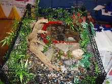 Stinkpot Musk Turtle in enclosure at NY Metro Reptile Show