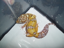 Male Tangerine Bell Albino