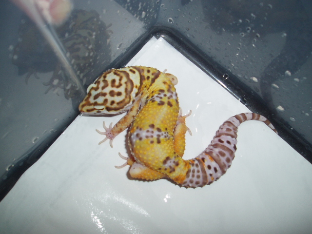 Male Tangerine Bell Albino