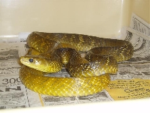 Yellow Tail Cribo