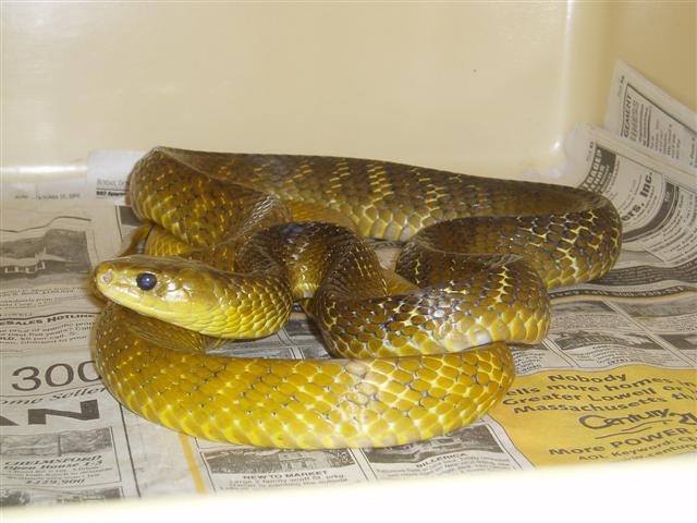 Yellow Tail Cribo