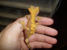Dark Harlequin Crested Ge[bleep]o