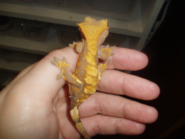 Dark Harlequin Crested Ge[bleep]o