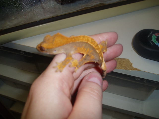 Dark Harlequin / Partial Pinstripe Crested Ge[bleep]o