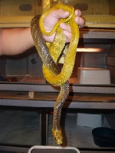 Yellow Tail Cribo