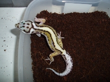 Male Stripe from H.I.S.S.