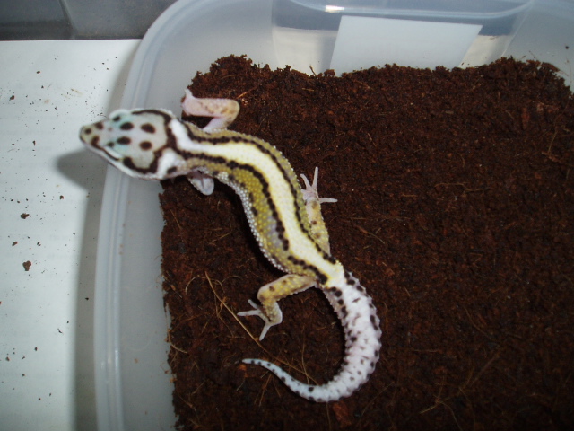 Male Stripe from H.I.S.S.