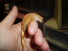 Dark Harlequin / Partian Pinstripe Crested Ge[bleep]o