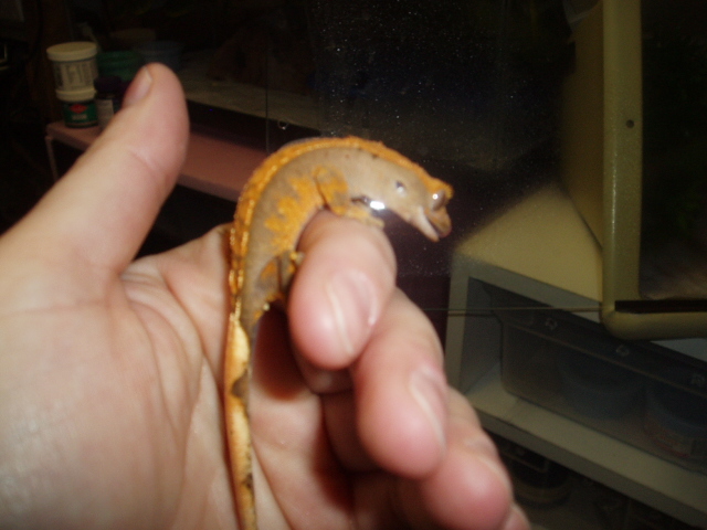 Dark Harlequin / Partian Pinstripe Crested Ge[bleep]o