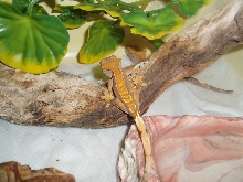 Dark Harlequin / Partian Pinstripe Crested Ge[bleep]o