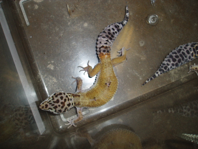 Female 66 % Possible Het Tangerine Bell Albino from H.I.S.S.