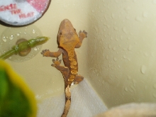 Dark Harlequin Crested Ge[bleep]o