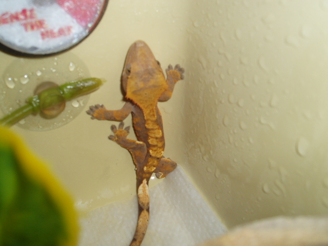 Dark Harlequin Crested Ge[bleep]o