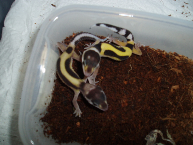 Baby Striped Leopard Geckos