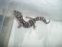 Male Line Bred Snow
