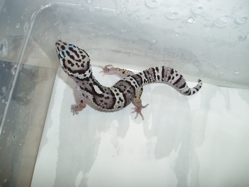 Male Line Bred Snow
