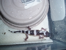 Male Line Bred Snow